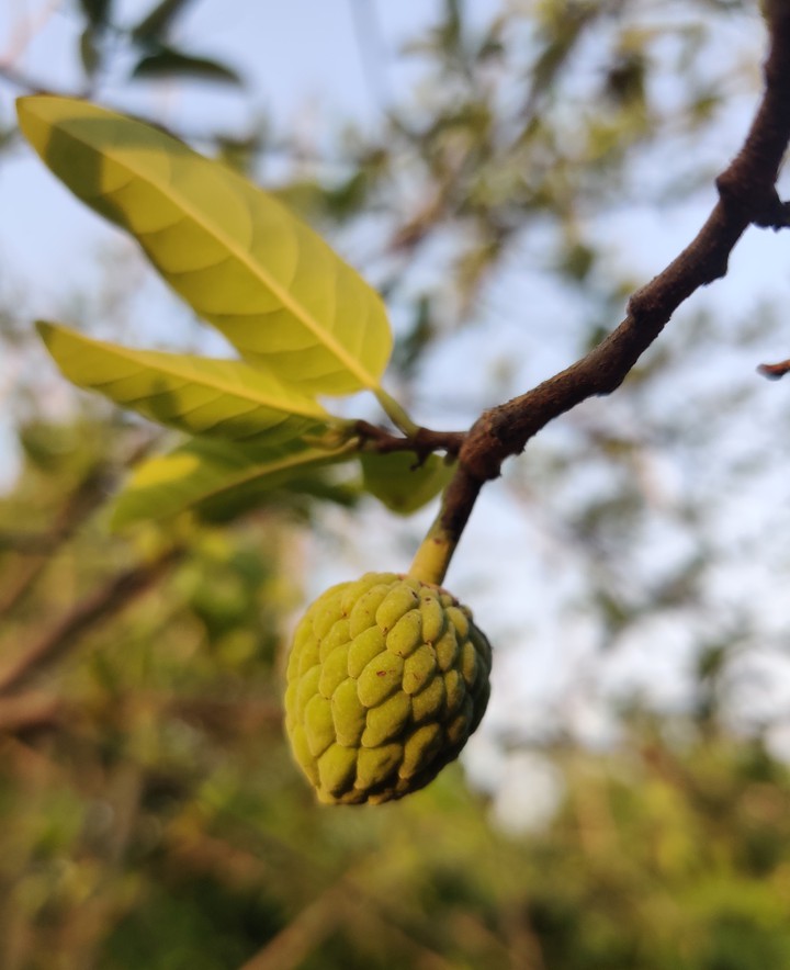 fruits