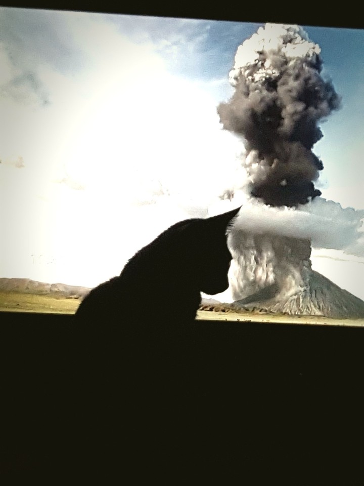cat