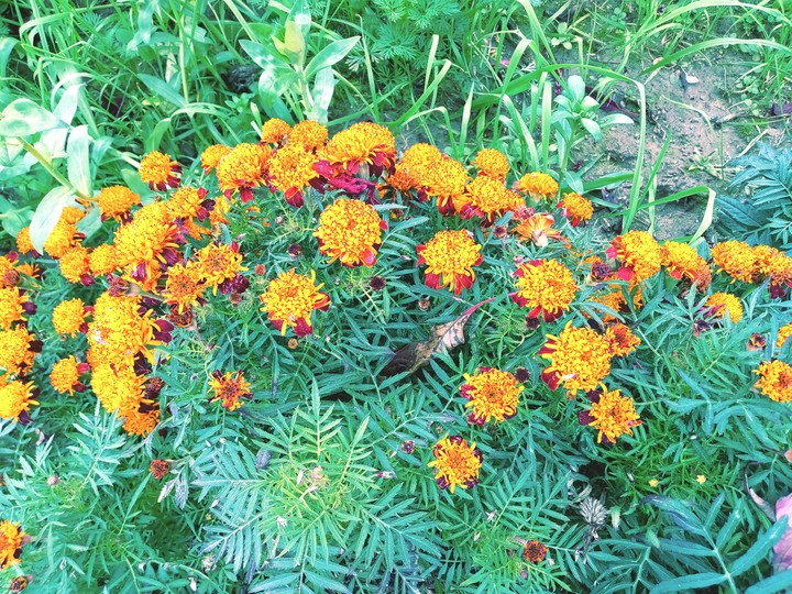 garden
