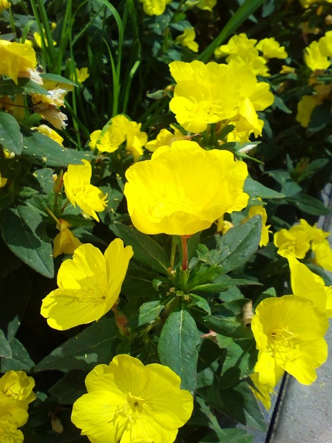 sfondi flower, plant