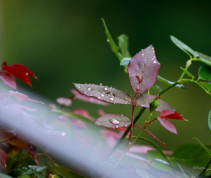dewdrops on leaves