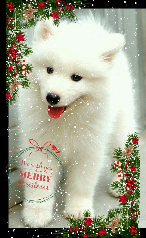 perro en navidad