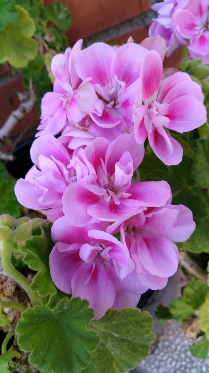 Geranium