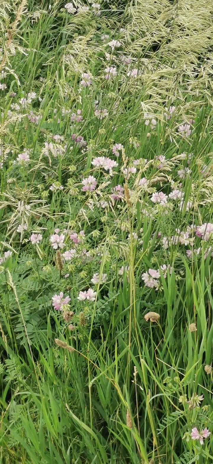 natura