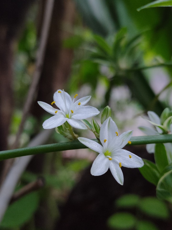 Spider plant