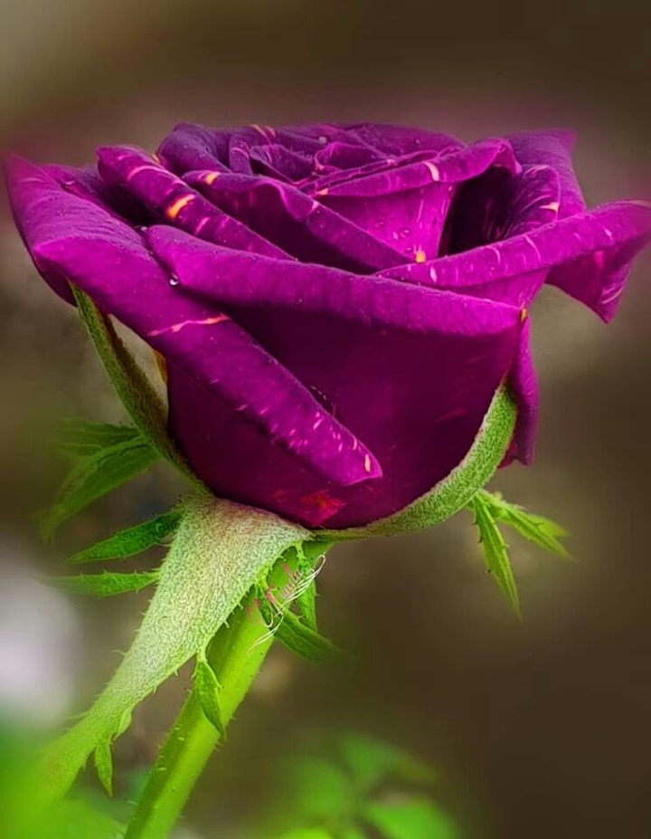 ♥