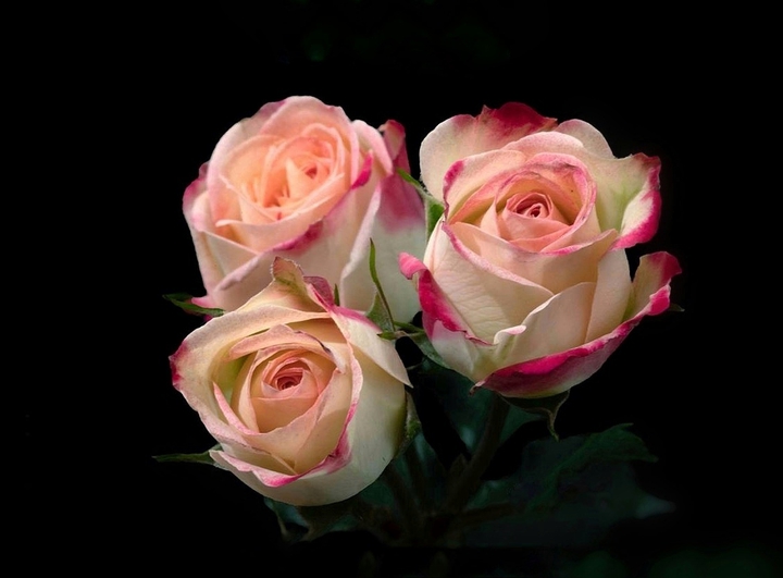 Roses