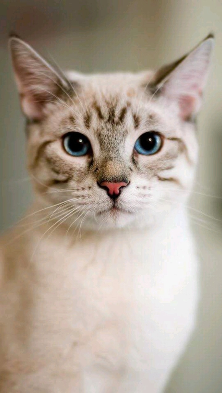 gatoo