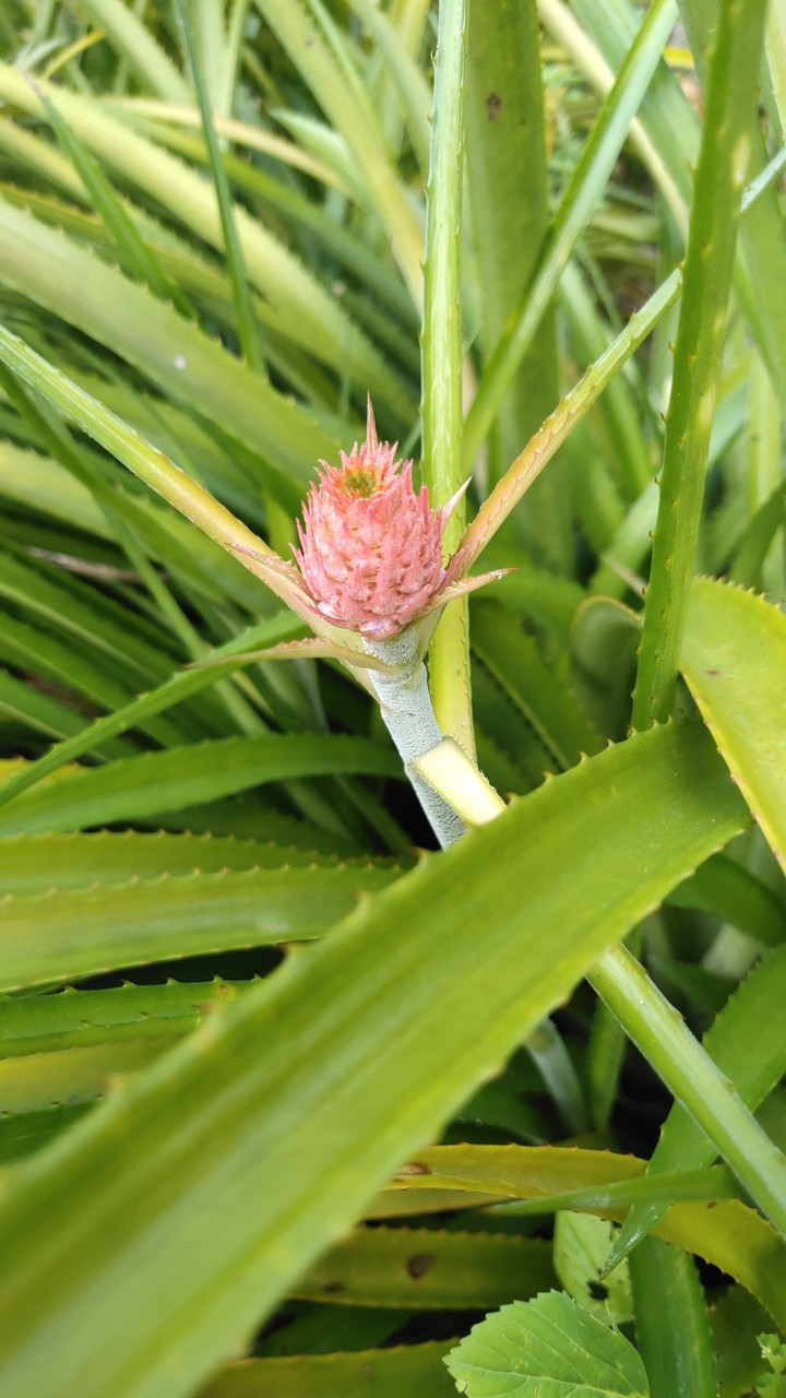 小黄梨