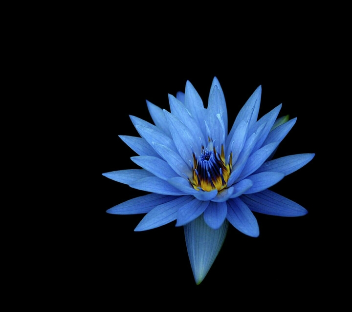 blou flower