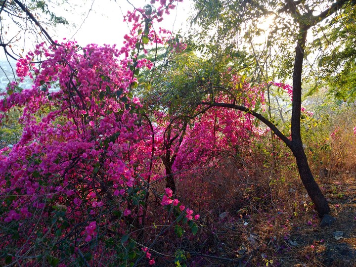 flowers