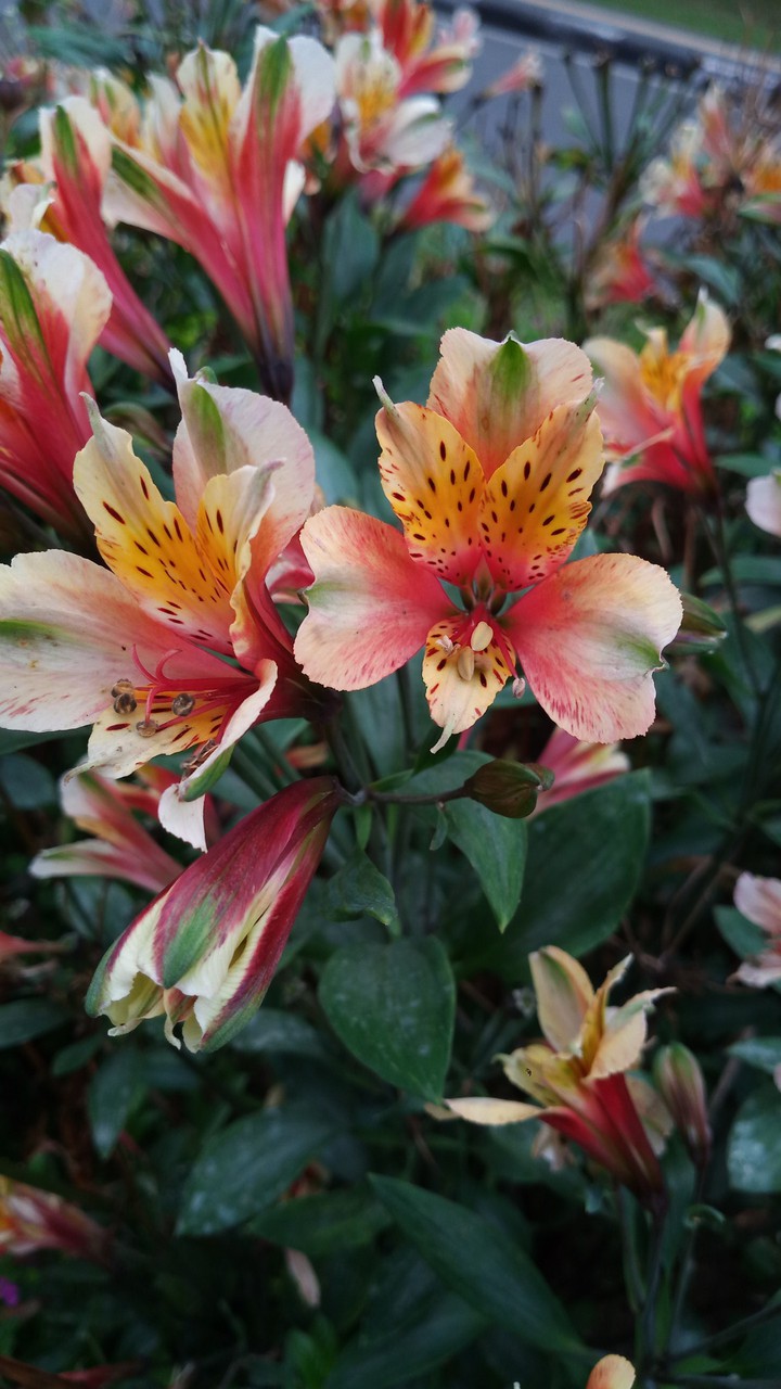 bloomy red