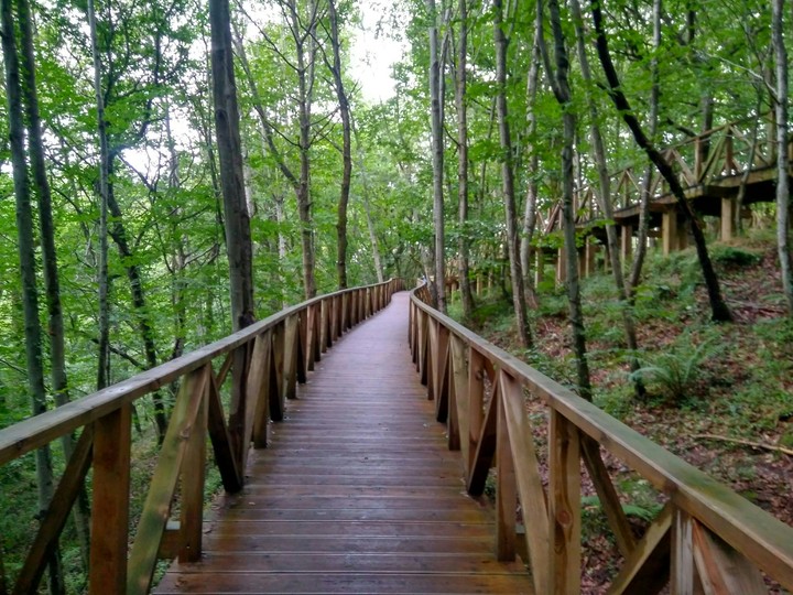 Puente sobre bosque de Secuoyas