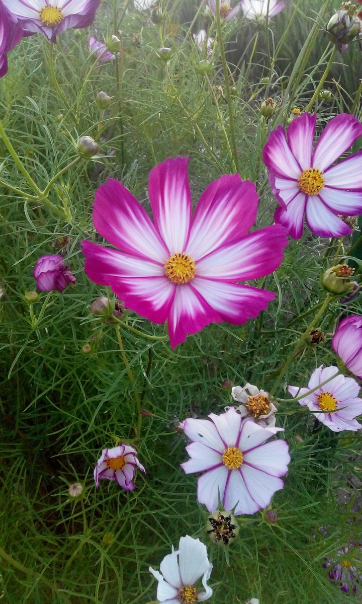 cosmos