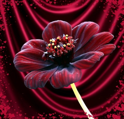 Velvet flower