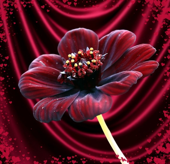 Velvet flower