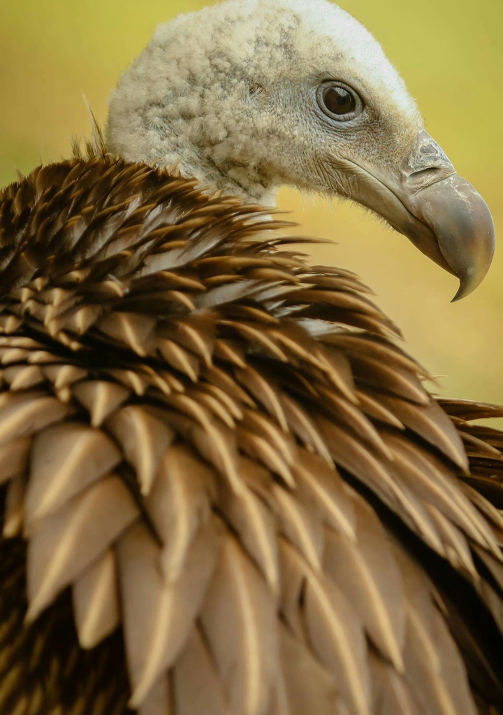 Vulture