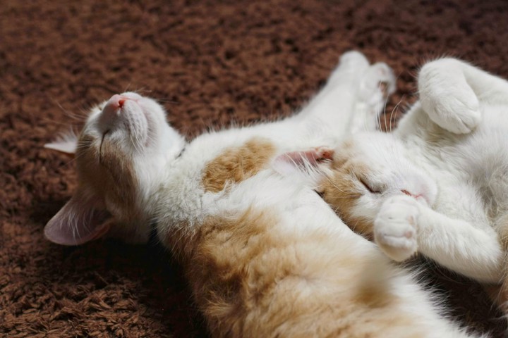 Catlove