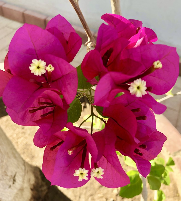 Flores con flores