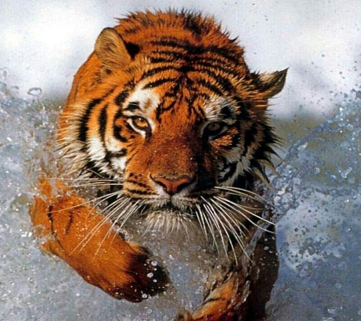 tiger