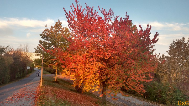 Trees in Autumn