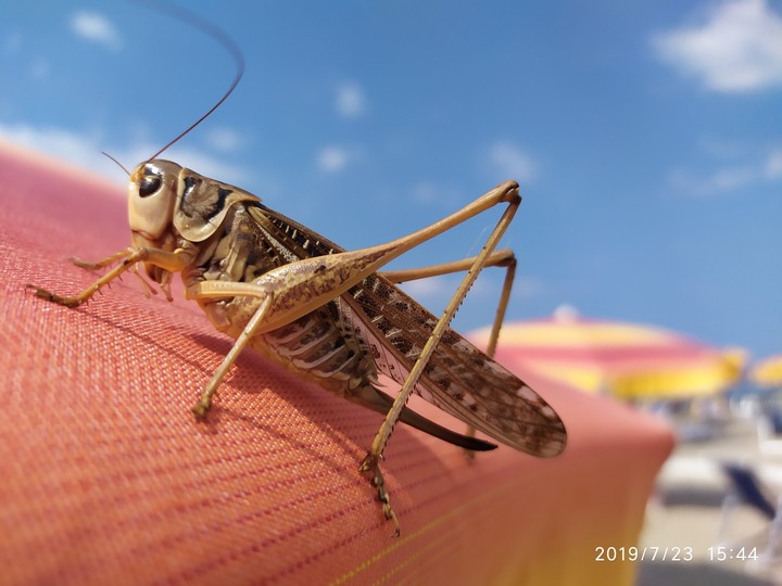 insect