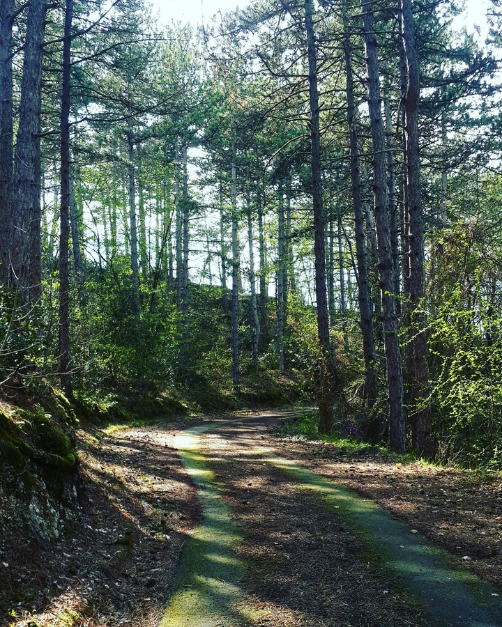 forest