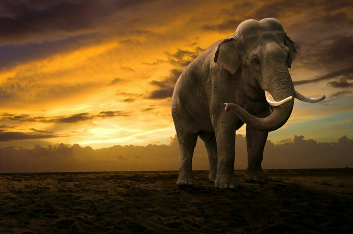 Breathtaking Photograph of male Elephant