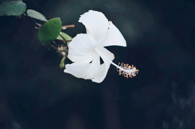wight flowers