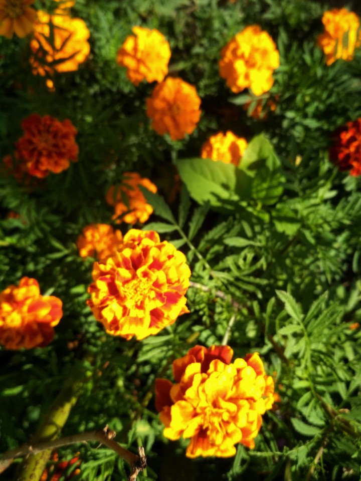 yellow flowers