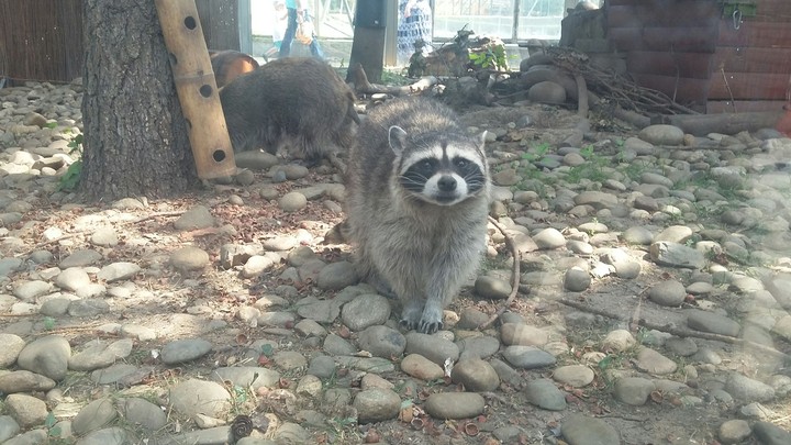 Raccoon (енот)