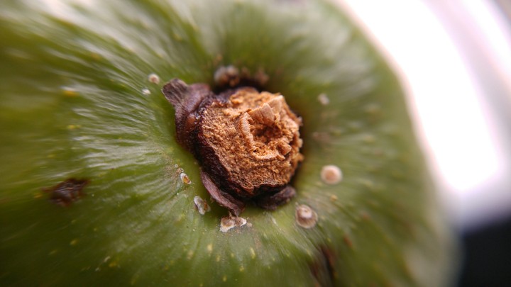 avocado