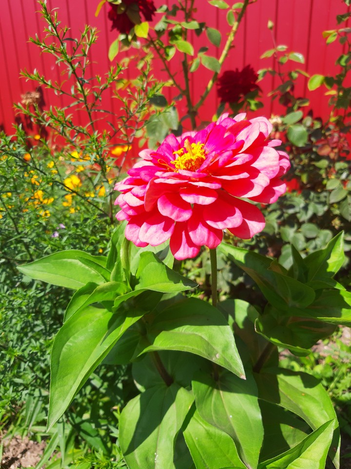 flowers