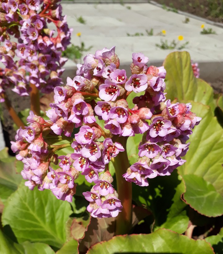 Plant