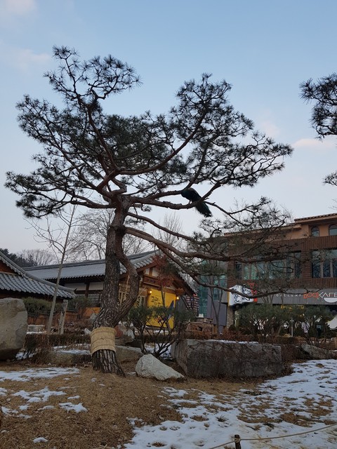 새와 나무, Birds and trees