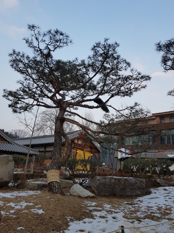 새와 나무, Birds and trees