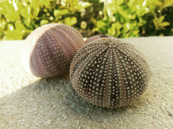 Sea urchin..