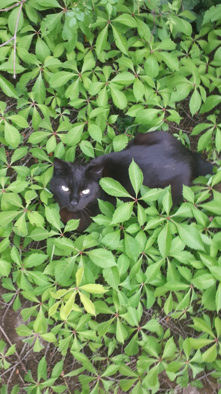 Cat in the Green Leaves