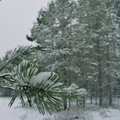 winter, snow háttérképek