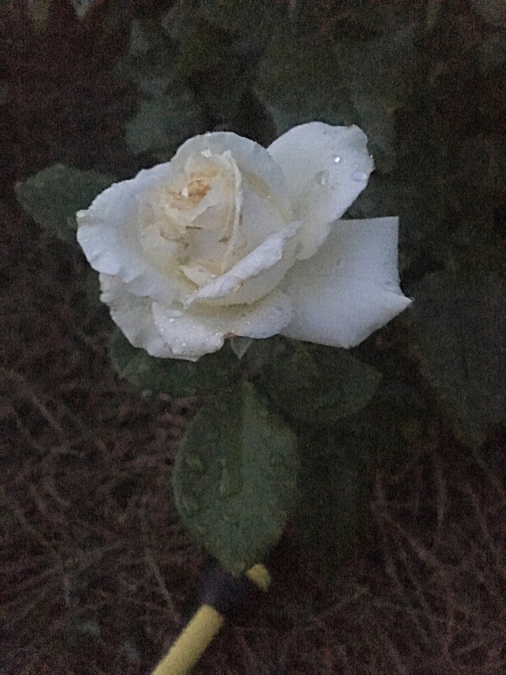 the rose