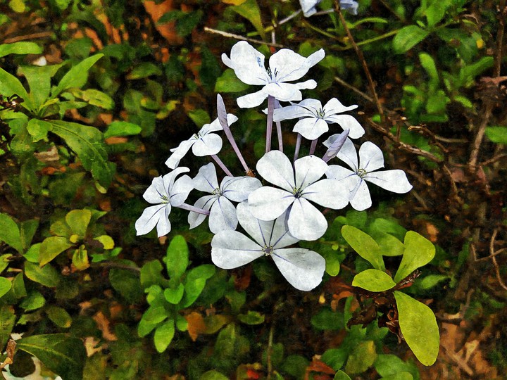 peaceful flowers