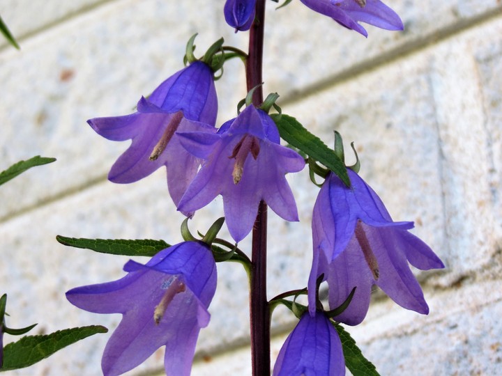 bells