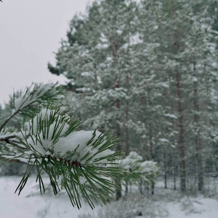 ❄️❄️❄️