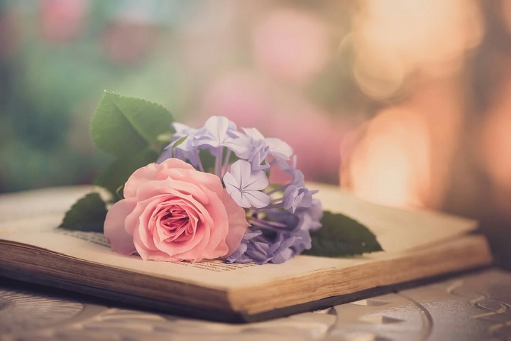 beautifull rose..