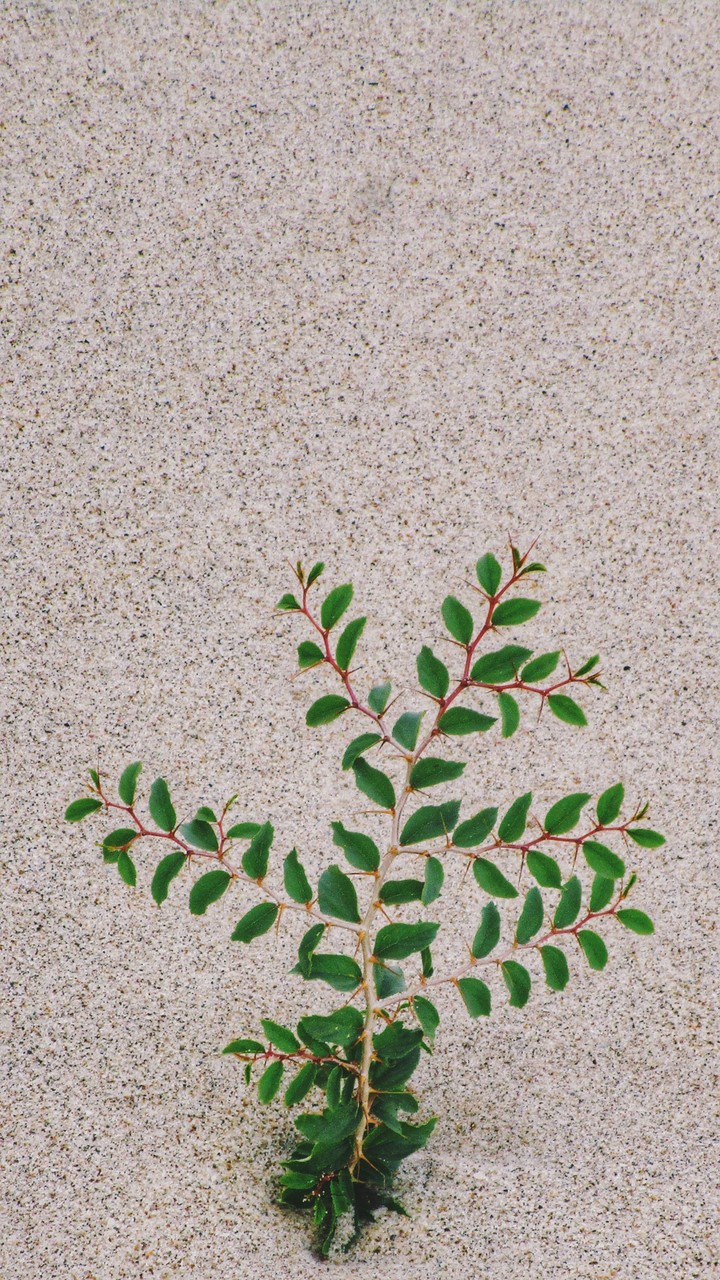 #plant