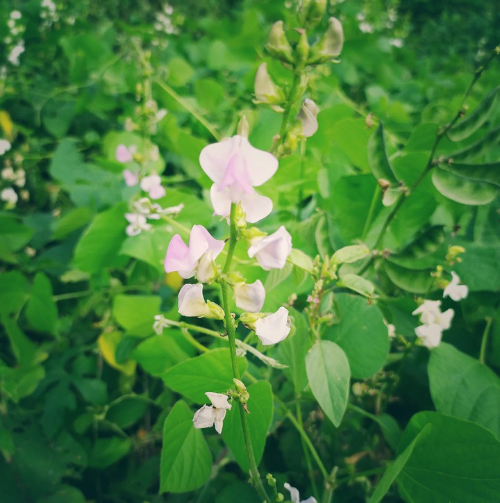 flowers and leaves