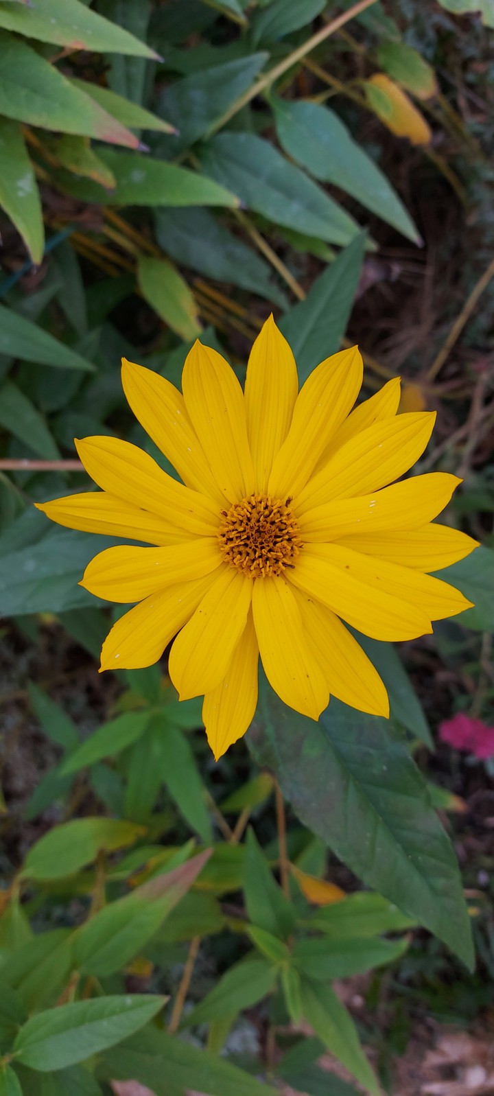 my click