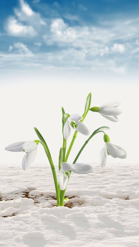 amaryllidaceae, floreal桌布