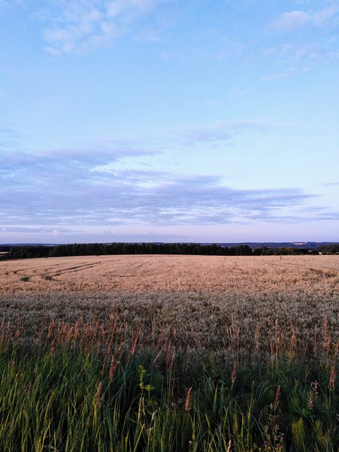 Wheat