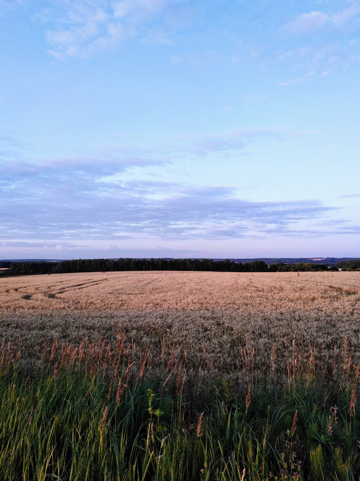 Wheat